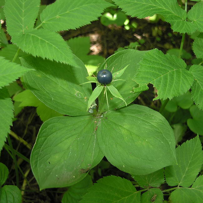 Image of Paris quadrifolia specimen.