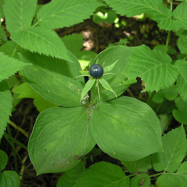 Изображение особи Paris quadrifolia.