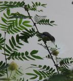 Calliandra haematocephala