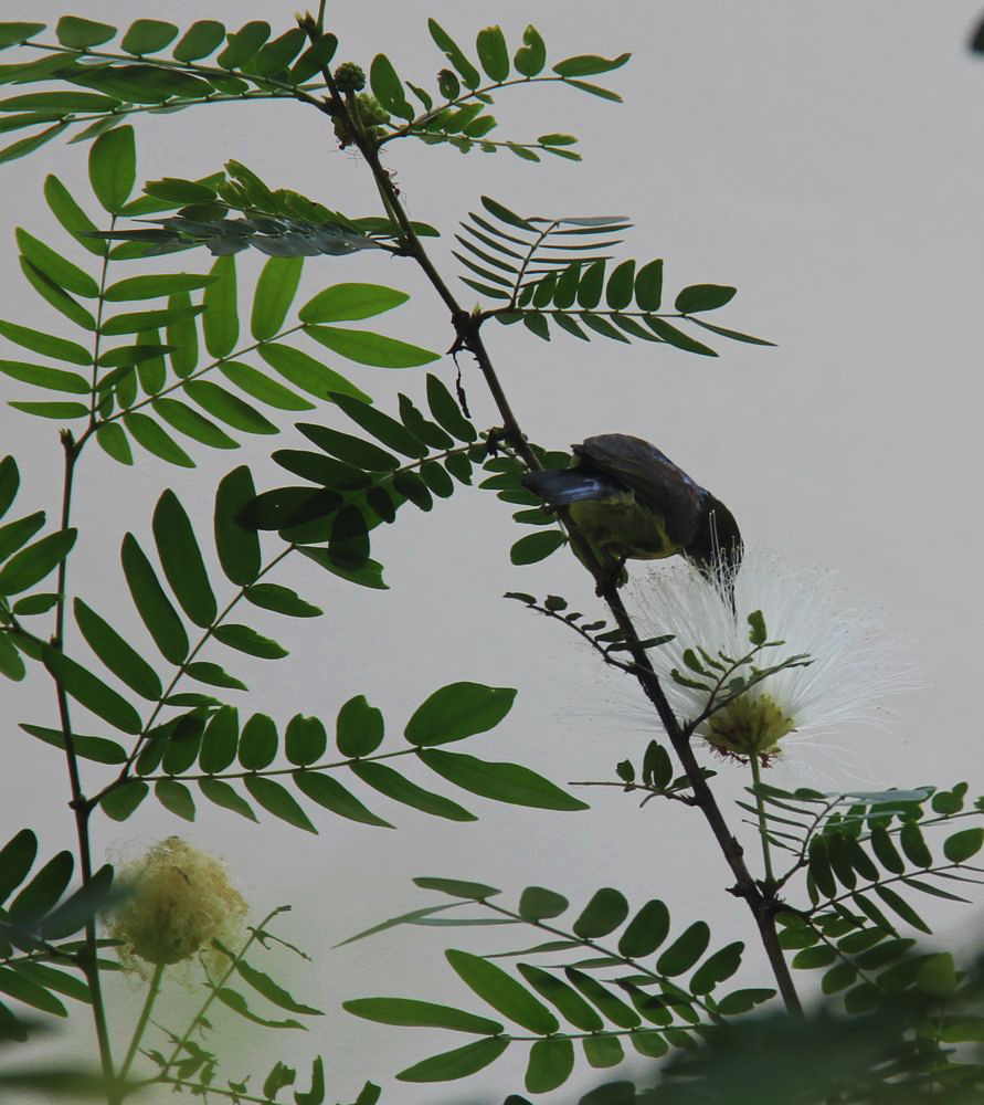 Изображение особи Calliandra haematocephala.