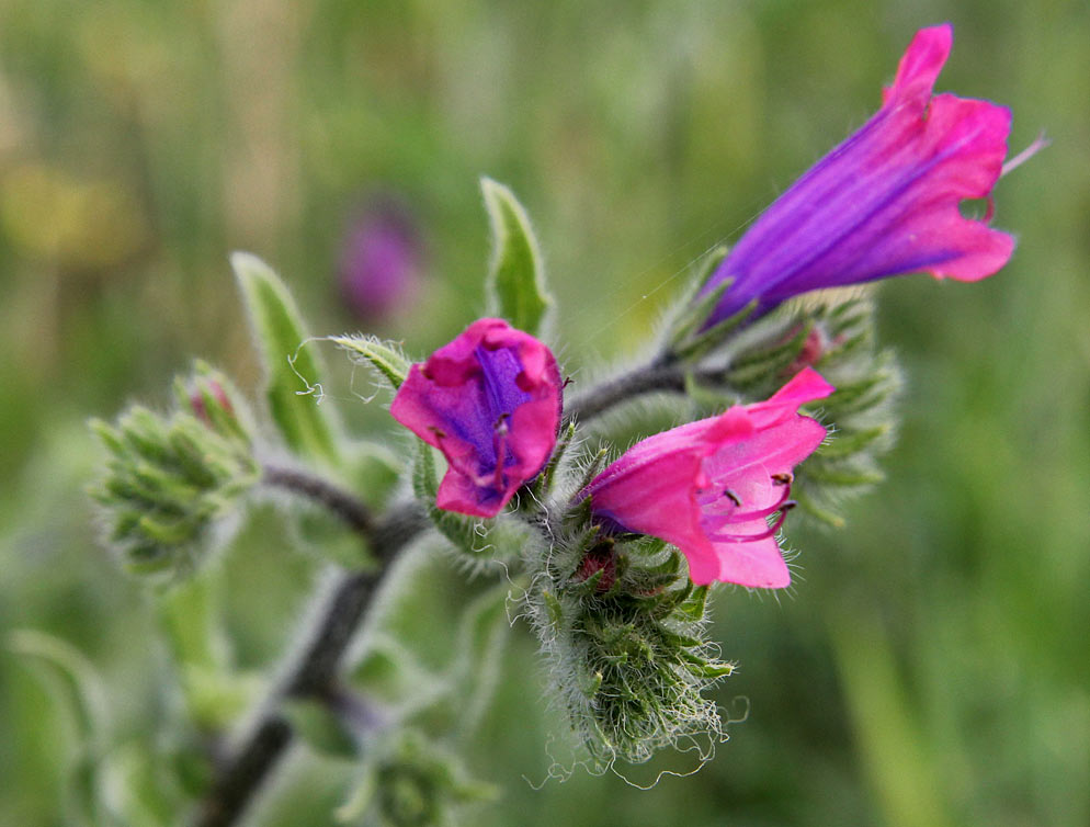 Изображение особи Echium plantagineum.