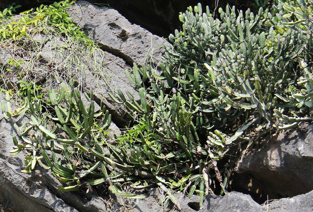 Image of genus Euphorbia specimen.