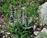 Ajuga orientalis