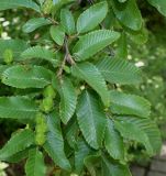 Nothofagus × alpina. Ветвь с соцветиями. Германия, г. Дюссельдорф, Ботанический сад университета. 04.05.2014.