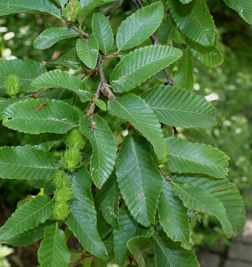 Изображение особи Nothofagus &times; alpina.