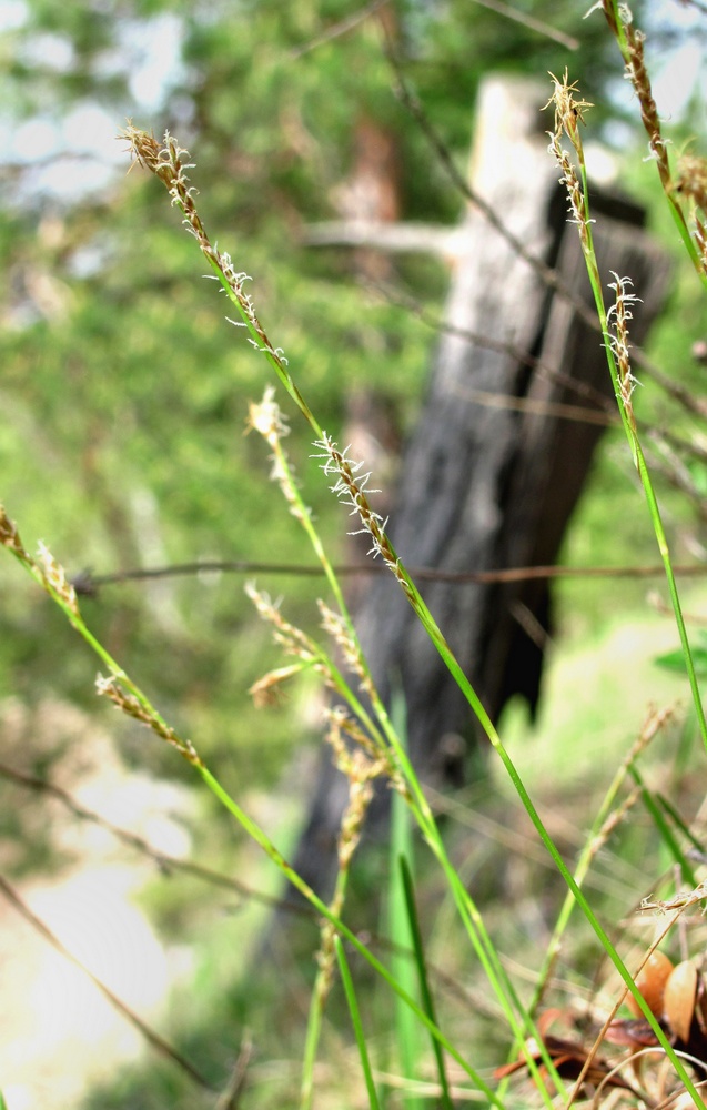 Изображение особи Carex rhizina.