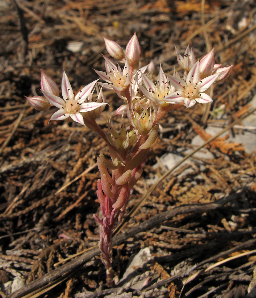 Изображение особи Sedum hispanicum.