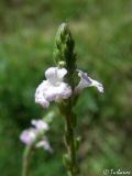 Verbena officinalis