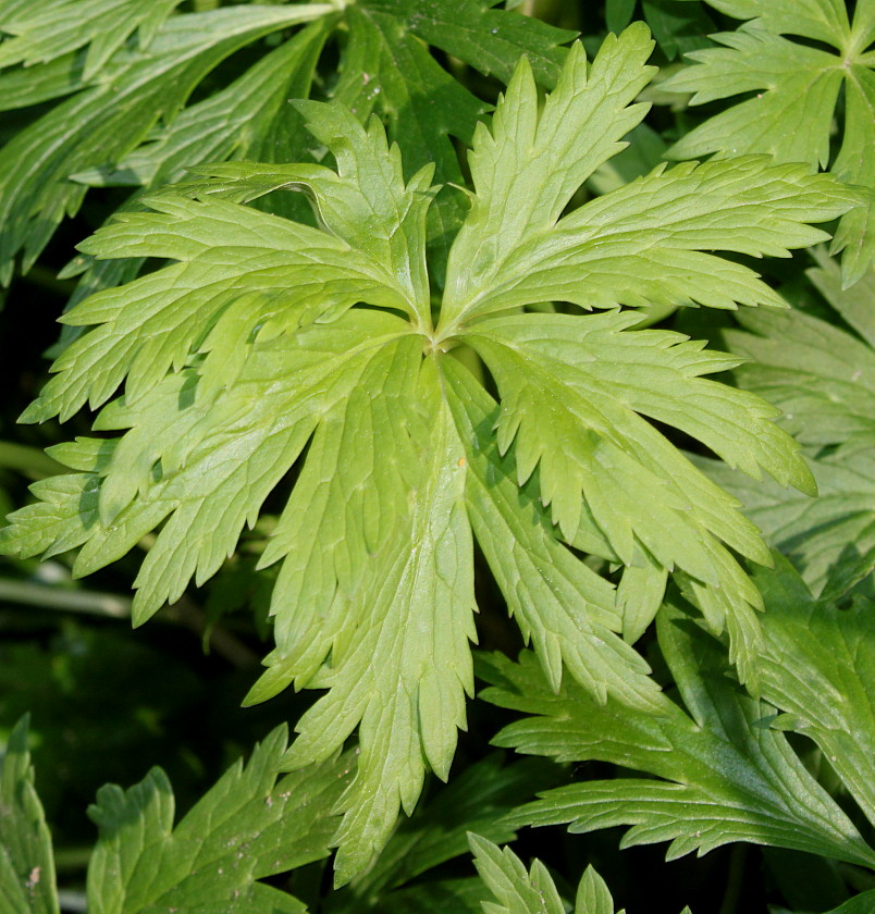 Image of Trollius europaeus specimen.
