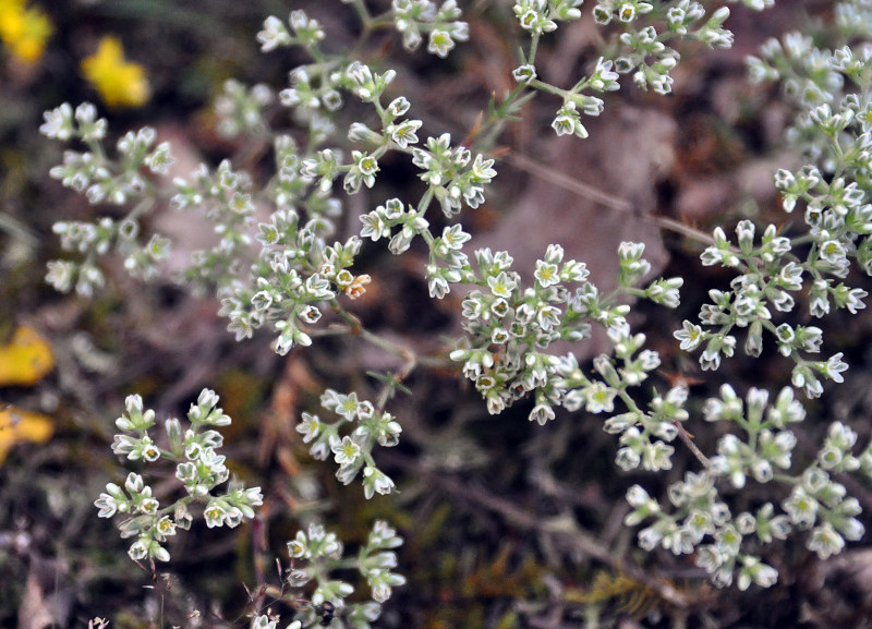 Изображение особи Scleranthus perennis.