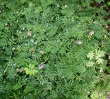 Lathyrus niger. Цветущее растение. Германия, г. Дюссельдорф, Ботанический сад университета. 02.06.2014.