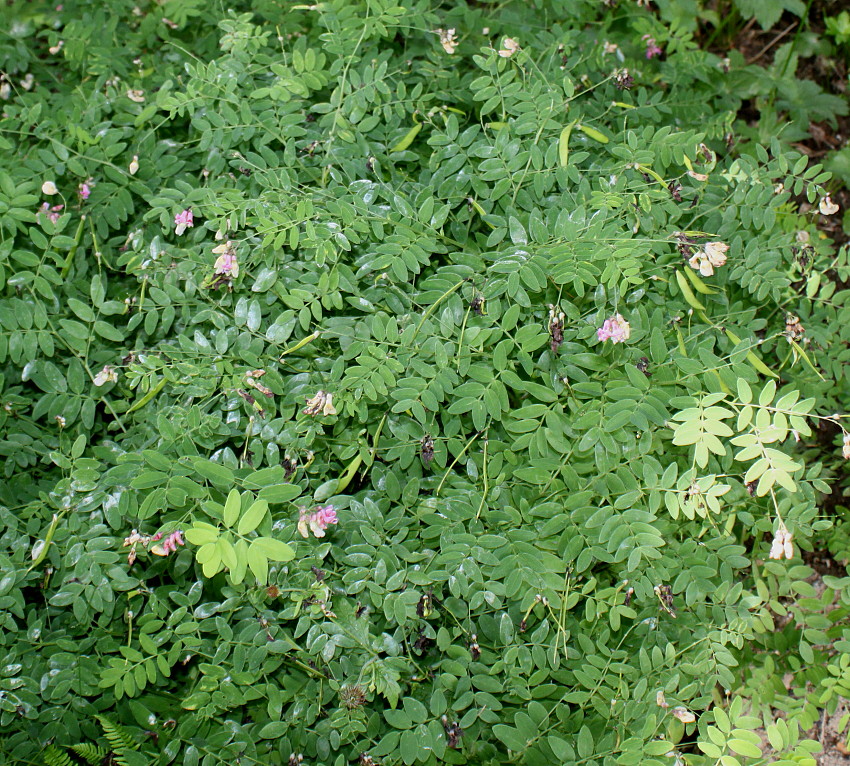Image of Lathyrus niger specimen.