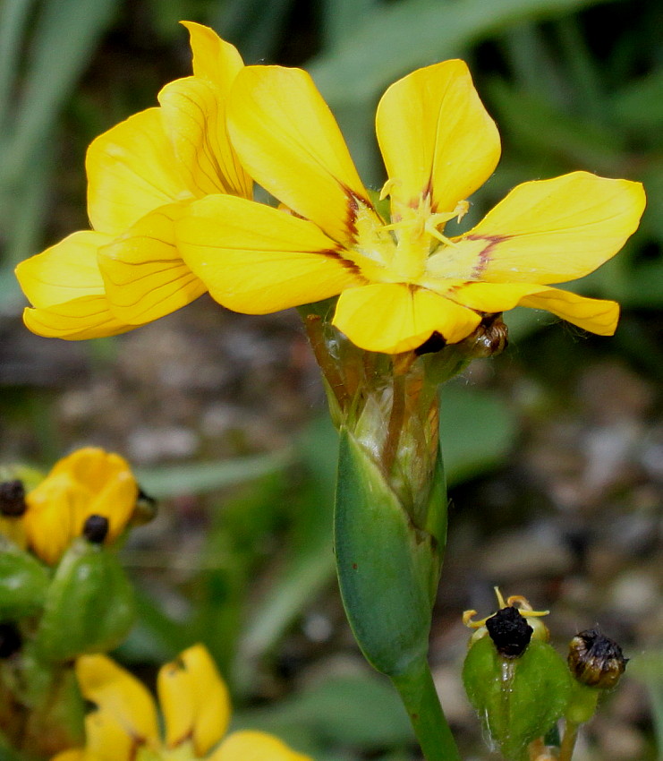 Image of Sisyrinchium macrocarpum specimen.