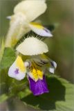Galeopsis speciosa