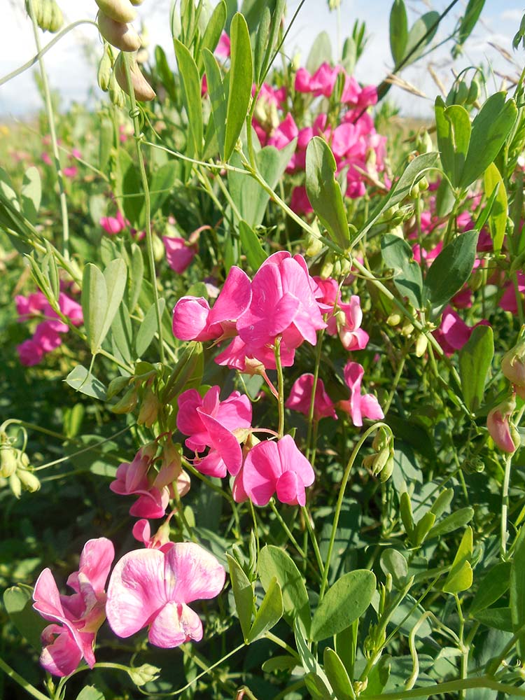 Image of Lathyrus tuberosus specimen.