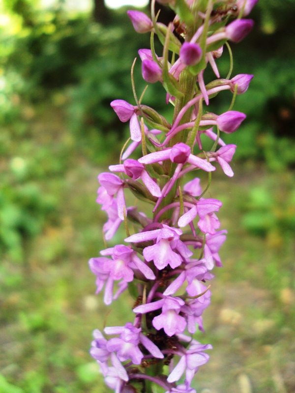 Image of Gymnadenia conopsea specimen.