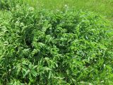 Sanguisorba officinalis
