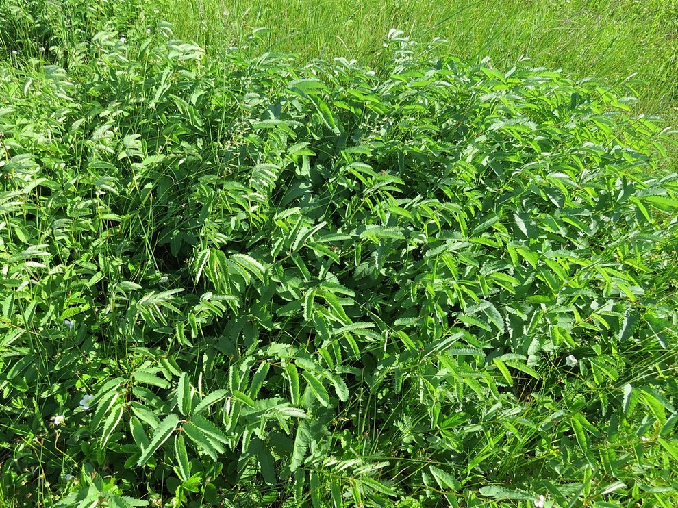 Изображение особи Sanguisorba officinalis.
