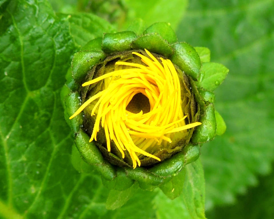 Image of Telekia speciosa specimen.