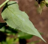 Leycesteria formosa