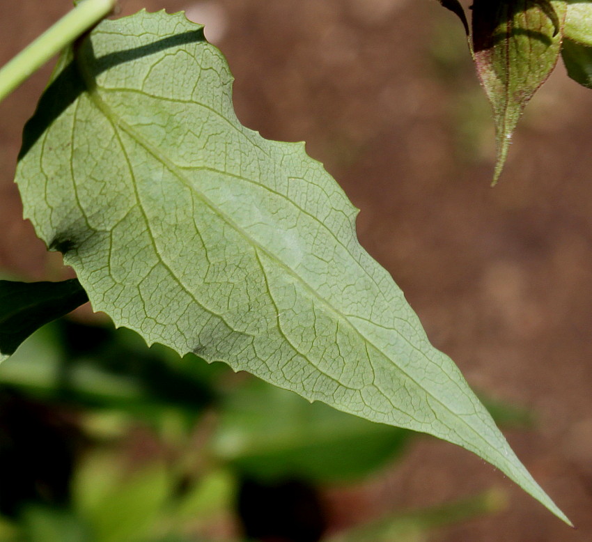 Image of Leycesteria formosa specimen.