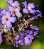 Buddleja davidii. Цветки в верхней части соцветия. Германия, г. Кемпен, в озеленении двора многоквартирного дома. 21.08.2014.