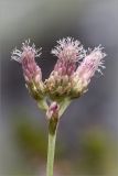 Antennaria dioica. Пестичные соцветия-корзинки. Мурманская обл., Печенгский р-н, лишайниково-кустарничковая тундра западнее хр. Муста-Тунтури, берег ручья. 30.07.2014.