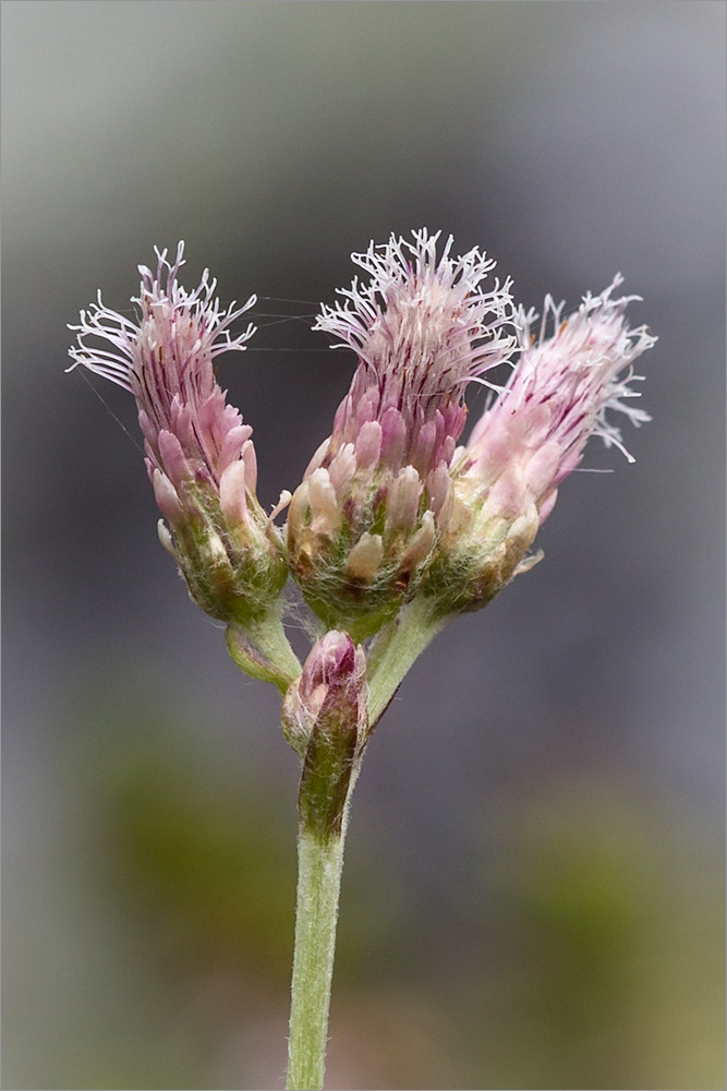 Image of Antennaria dioica specimen.