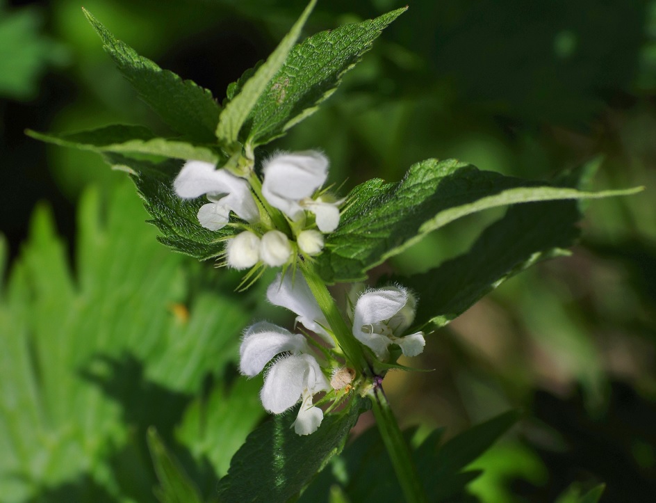 Image of Lamium turkestanicum specimen.