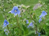 Veronica vindobonensis