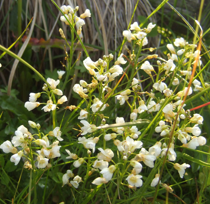 Изображение особи род Cardamine.