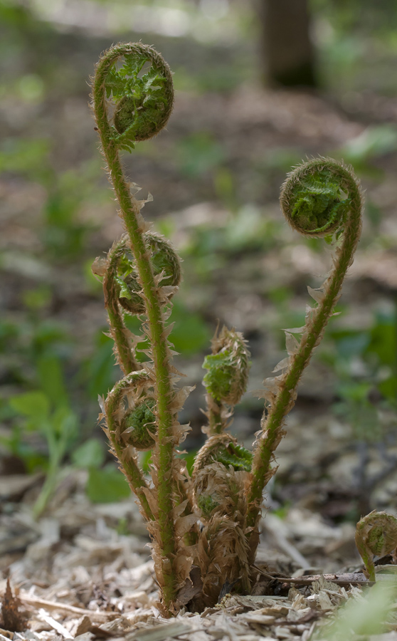 Изображение особи Dryopteris filix-mas.