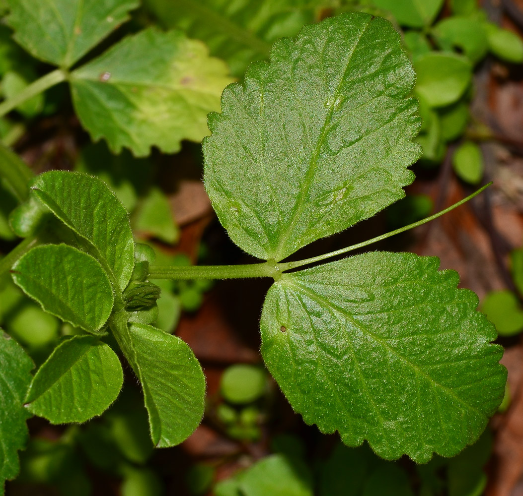 Изображение особи Vicia faba.