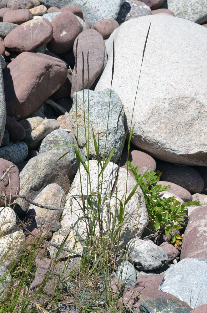 Изображение особи род Elymus.