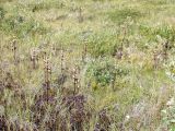 Pedicularis sceptrum-carolinum