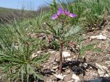 Geranium tuberosum