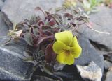 Viola minuta