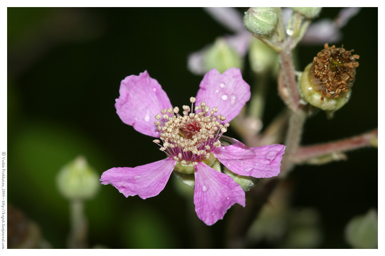 Изображение особи Rubus sanctus.