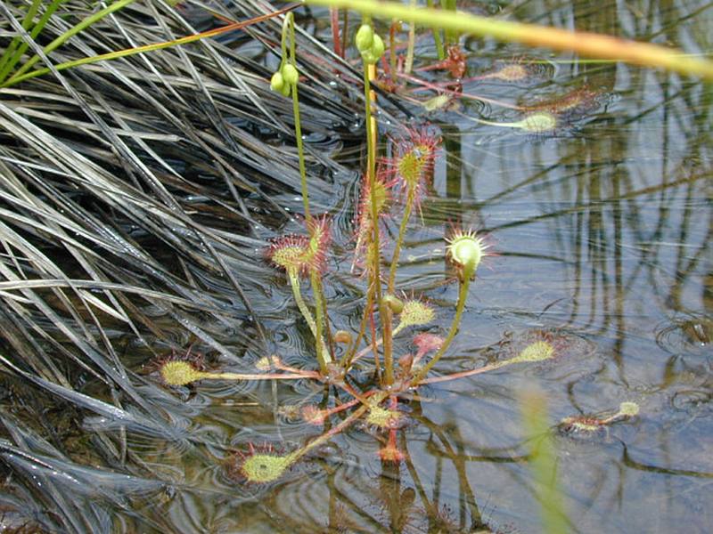 Изображение особи Drosera rotundifolia.