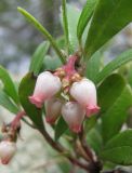 Arctostaphylos uva-ursi. Соцветие. Респ. Коми, окрестности Сыктывкара, сосновый бор-беломошник. 30.05.2008.