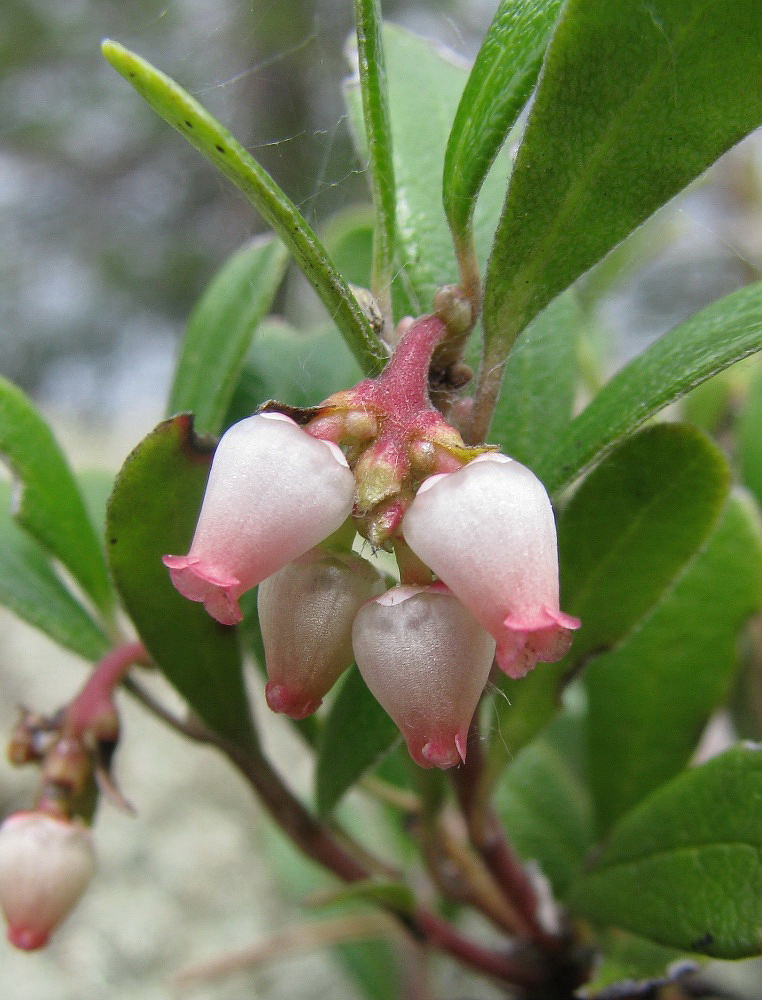 Изображение особи Arctostaphylos uva-ursi.