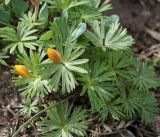 Eranthis longistipitata