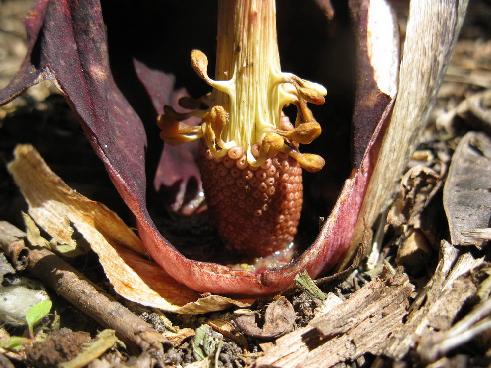 Image of Sauromatum venosum specimen.