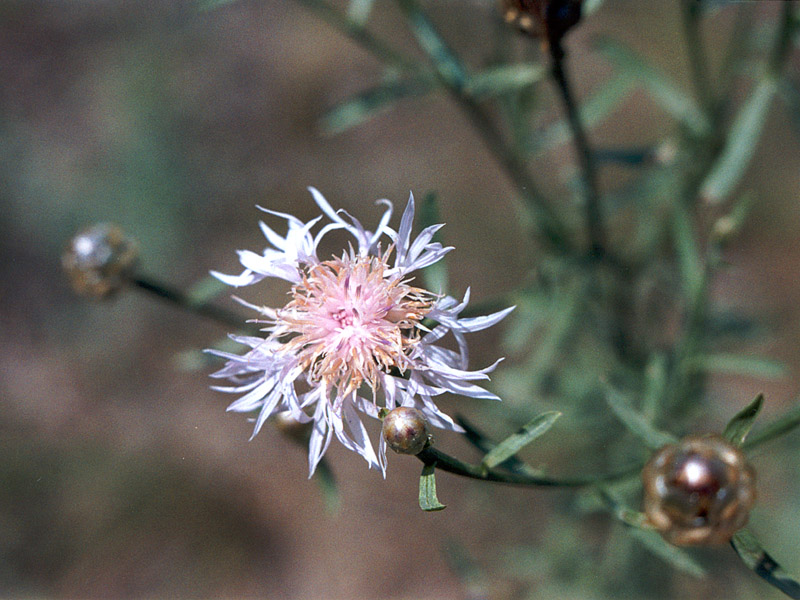 Изображение особи Centaurea protogerberi.