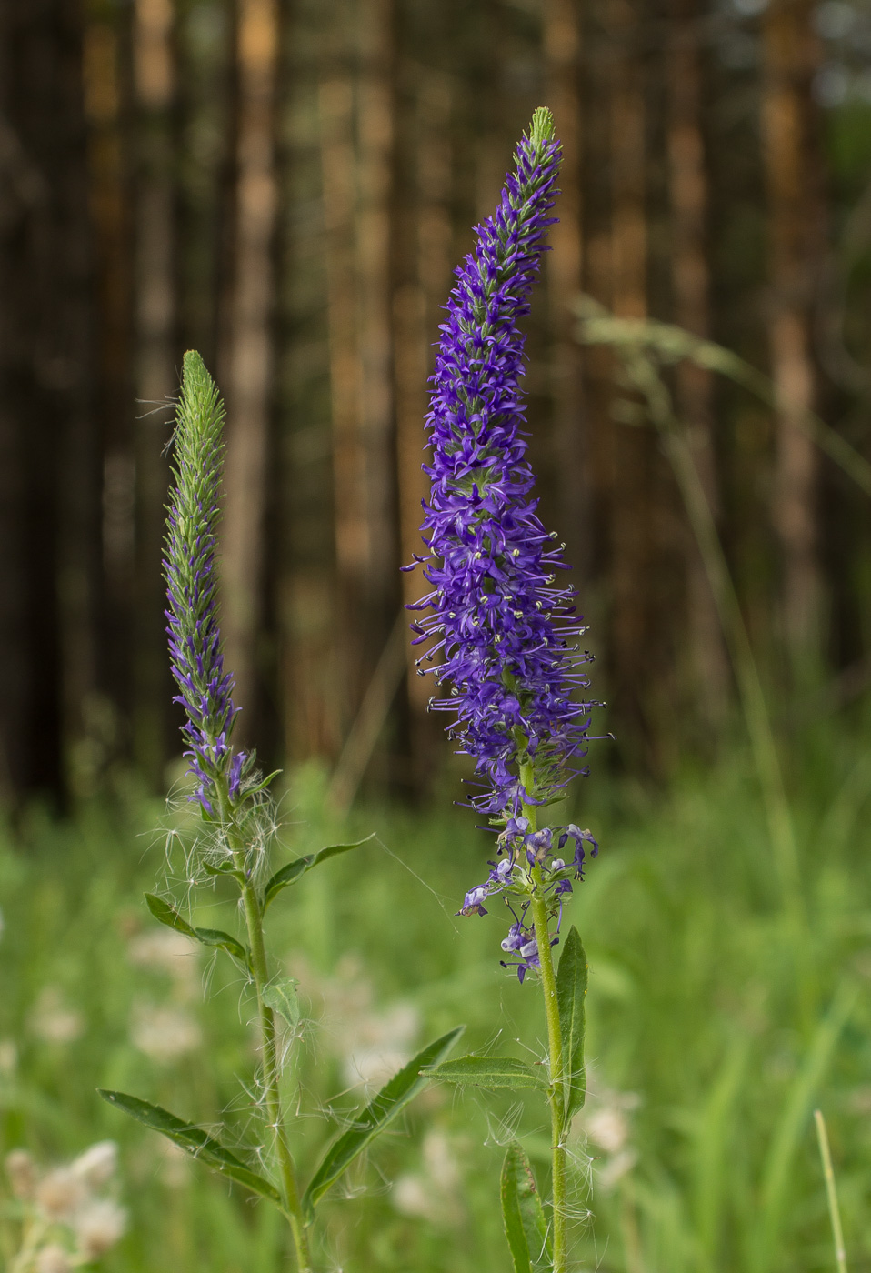 Image of Veronica spicata specimen.