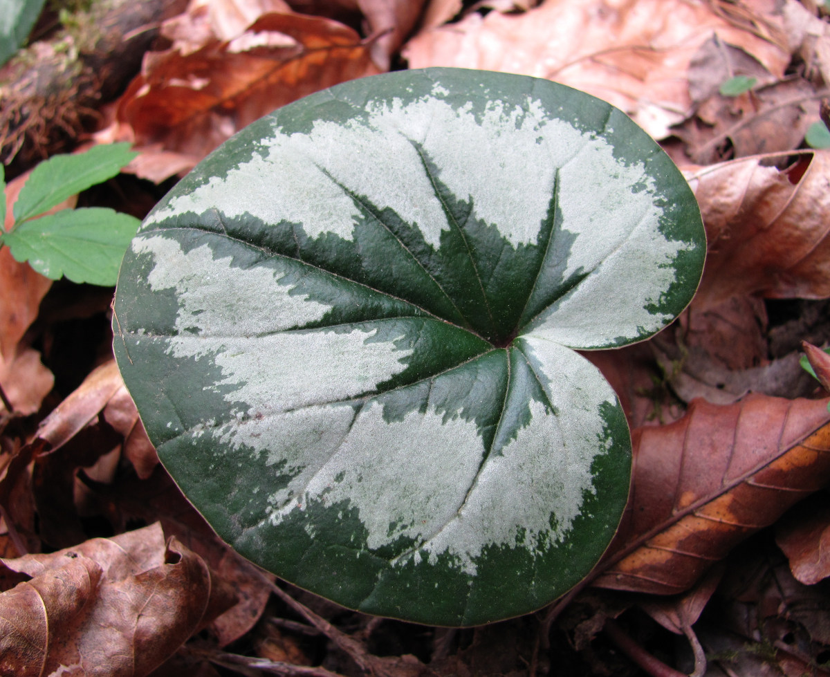 Image of Cyclamen coum specimen.