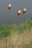 Image of taxon representative. Author is Павел Евсеенков