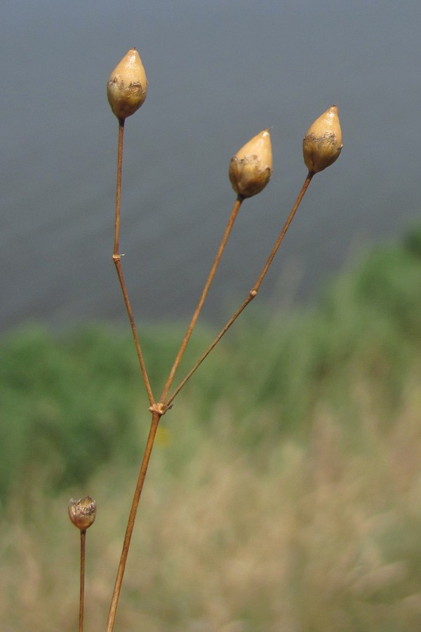 Image of Eremogone micradenia specimen.