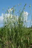 Tragopogon pratensis. Цветущие и плодоносящие растения. Ленинградская обл., Волосовский р-н, луг на обочине шоссе. 08.06.2014.