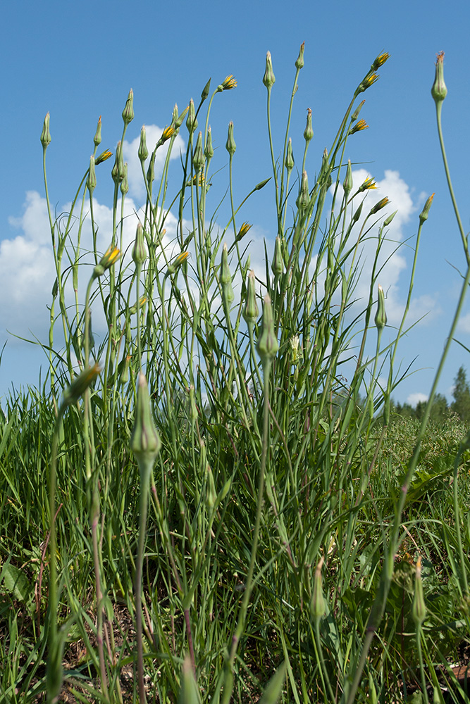 Изображение особи Tragopogon pratensis.